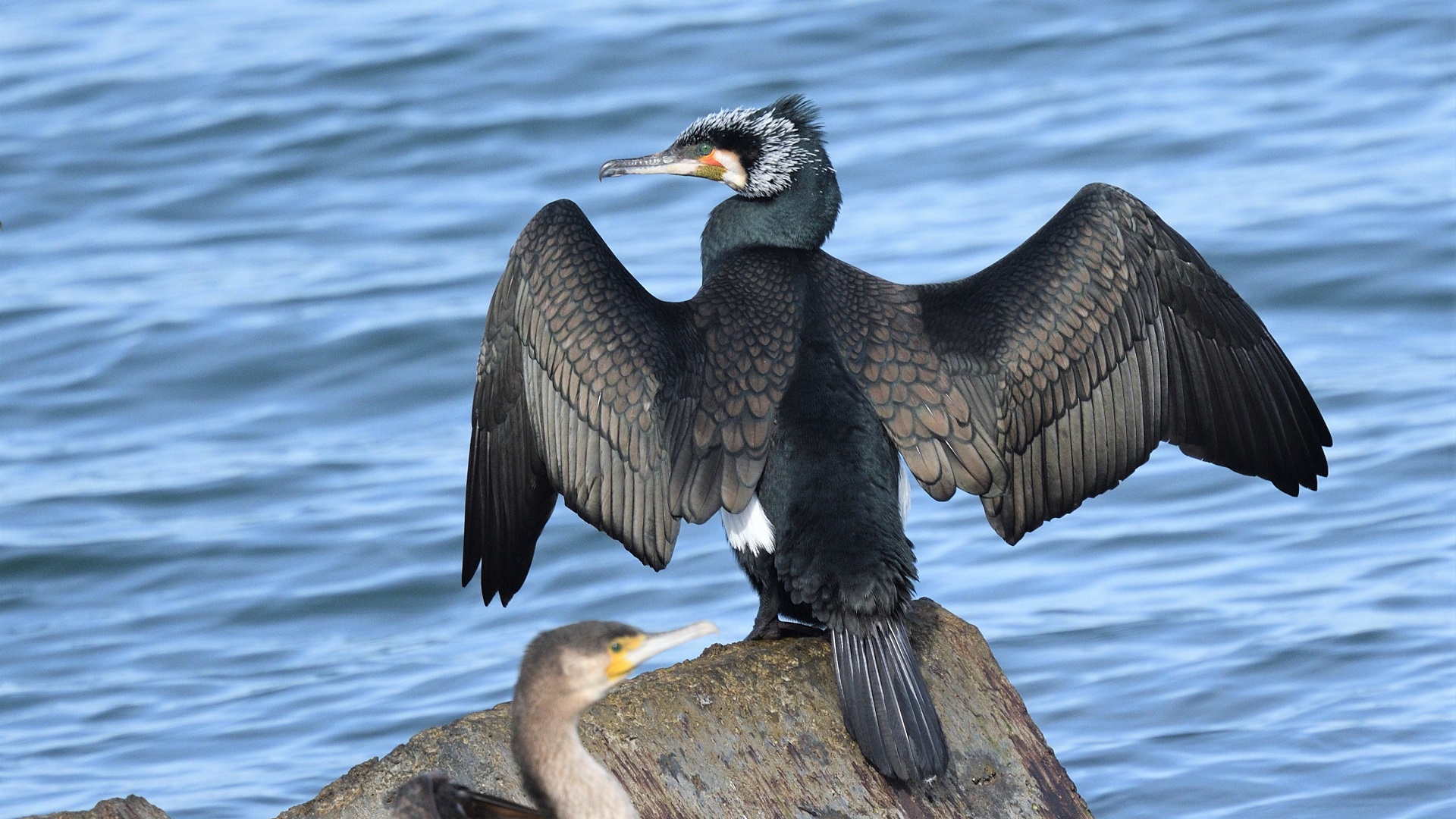 Great Cormorant